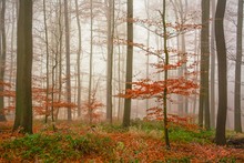 Buchen im Nebel