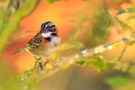 Morgenammer  - Zonotrichia capensis – Rufous-collared Sparrow