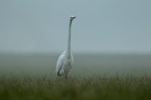 Sicht 50 bis 80 Meter