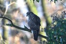 Bussard als Nachbar