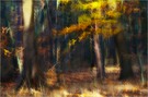 gewischter Herbstsonnenwald