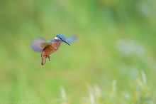 Im Rüttelflug