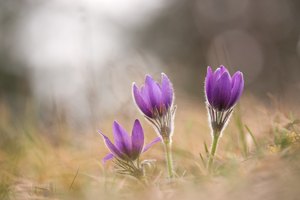 Küchenschelle (Pulsatilla vulgaris)