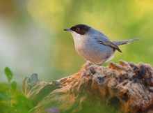 Samtkopf-Grasmücke (Sylvia melanocephala)