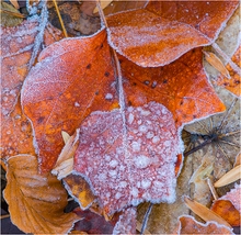 Natur - Stillleben