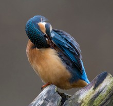 Eisvogel bei Gefiederpflege