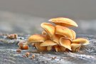 Mikro Pilze mitten im Dezember.