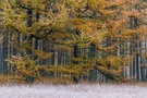 Lärchenwald im Herbst