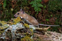 Waldmaus