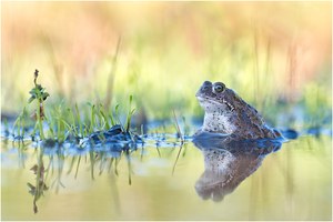 Kreuzkröte (Bufo calamita)