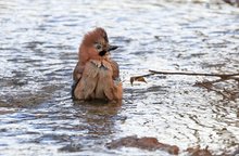 Eichelhäher beim Baden