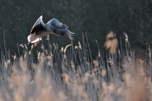 Graugans im Flug