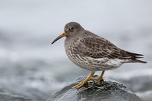 Meerstrandläufer