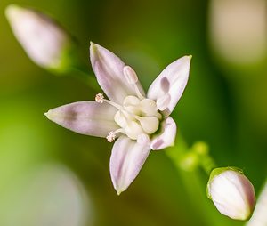 Blüte des Geldbaums