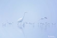 Silberreiher im Nebel