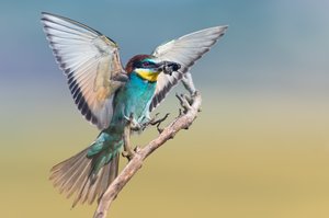 Bienenfresser im Landeanflug