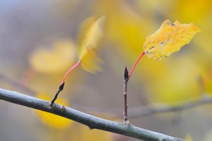 Zitterpappel (Populus tremula)