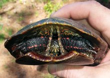 Wasserschildkröte