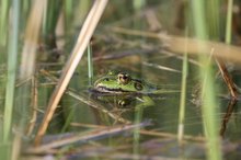 Ein ganz normaler Teichfrosch