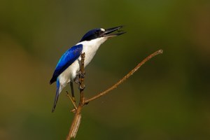 Forest Kingfisher