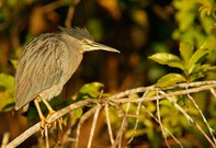 Mangrovereiher (Butorides striata)
