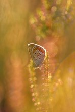 Glitzerlicht in der Heide