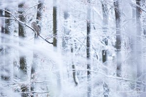 Habichtskauz im Schnee