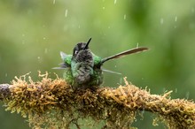 Kolibri im Regen