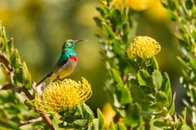 Kolibri