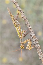 Kleine Teufelsblume (Blepharopsis mendica)