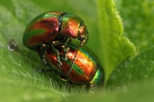 Blattkäfer (Chrysomela varians)