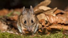 Die Bucheckern schmecken dieses Jahr!