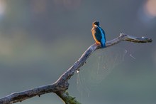 Eisvogel