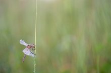 Frühen Heidelibelle