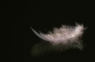 Flauschige Feder