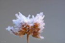 Wer suchet der findet – eingefrorene geflügelte Blattlaus auf einer Wasserminze.