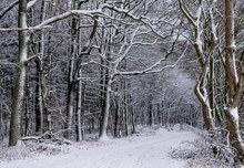 Winterlicher Waldweg