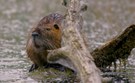 Sumpfbiber oder auch Nutria