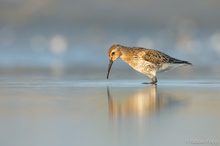 Alpenstrandläufer (Calidris alpina)