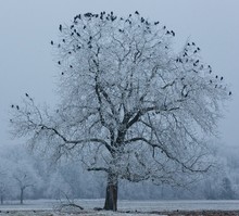 Der Schlafbaum