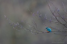 Eisvogel