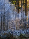 Kalt-Warm im Wald