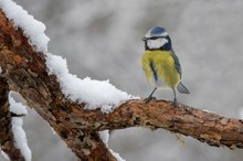 Blaumeise auf dem Wachposten