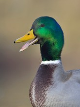 Stockente (Anas platyrhynchos)