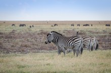 Steppenzebras