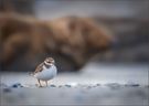 Sandregenpfeifer mit Hintergrund