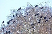 Kleinkongress der Rabenvögel...