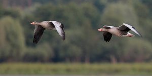 Graugänse im Flug