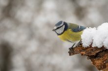 „DAA bin ich, Lieber Fotograf!“