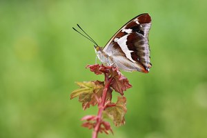 Grosser Schillerfalter, Apatura iris